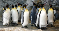 長崎ペンギン水族館